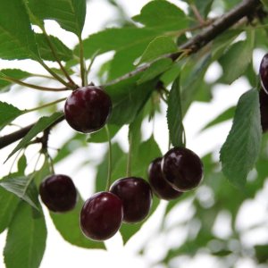 Višňa - čerešňa višňová (Prunus cerasus)  ´DEBRECENI BOTERMO´ - stredne skorá, výška: 130-160 cm, voľnokorenná